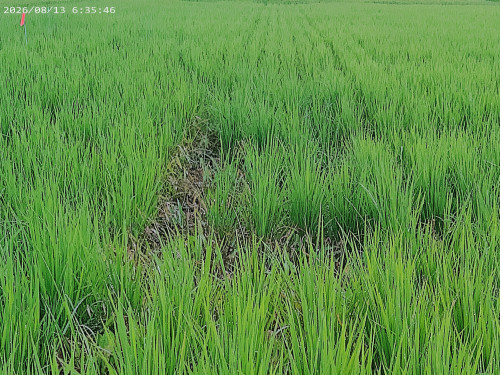 食酢での除草２.jpg