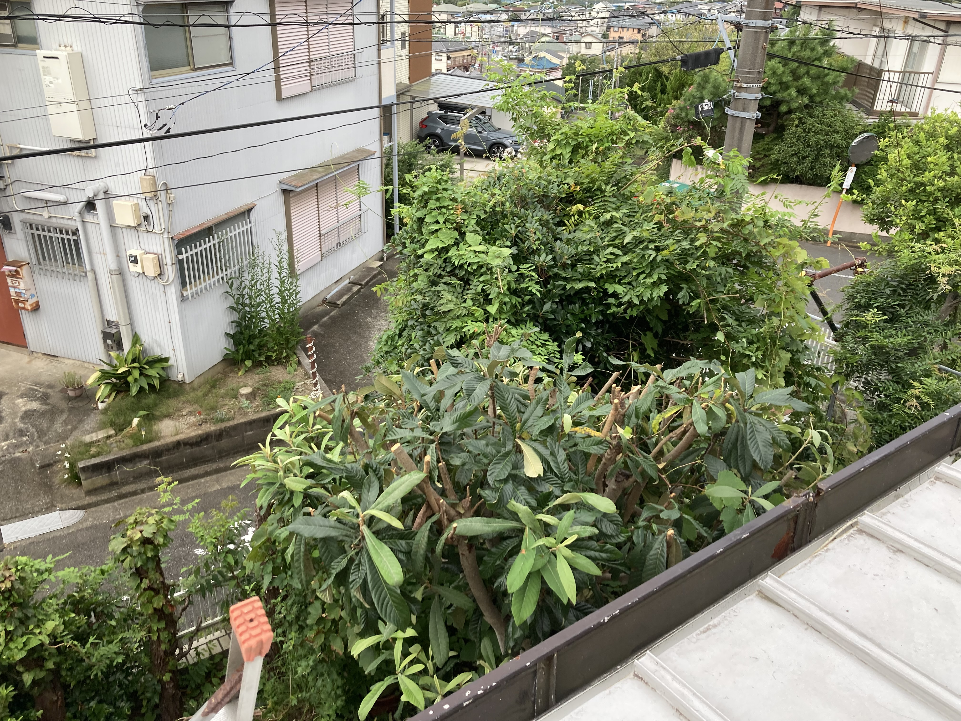 庭木枝剪定