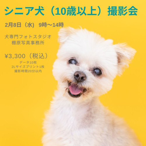 シニア犬撮影会＠川西スタジオ