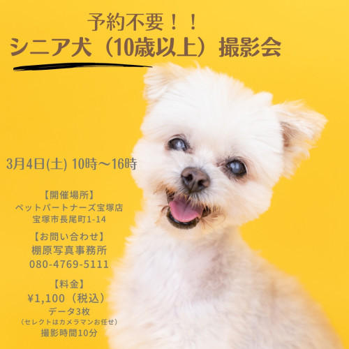 特別なシニア犬撮影会＠ペットパートナーズ宝塚店