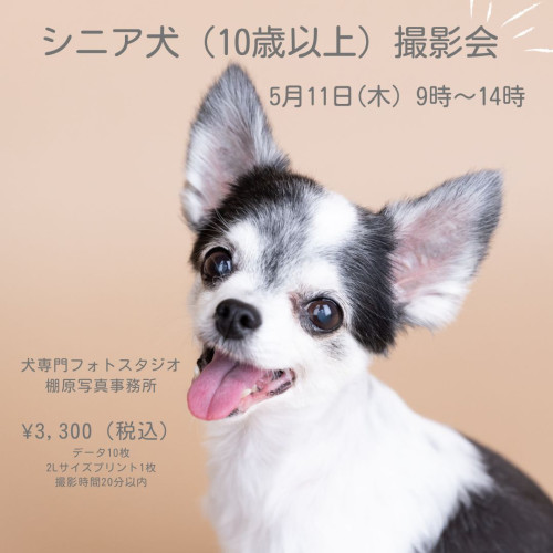 シニア犬撮影会