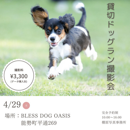 ドッグラン貸切撮影会＠BLESS DOG OASIS(能勢町)