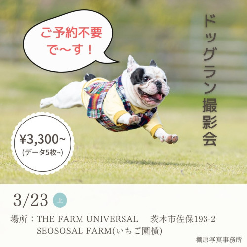 ！予約不要！ドッグラン撮影会＠THE FARM UNIVERSAL（茨木市）
