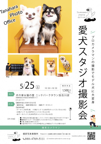 スタジオ撮影会＠犬の家＆猫の里加古川店