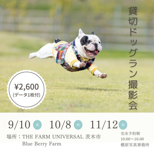 ドッグラン撮影会＠THE FARM UNIVERSAL(茨木市)