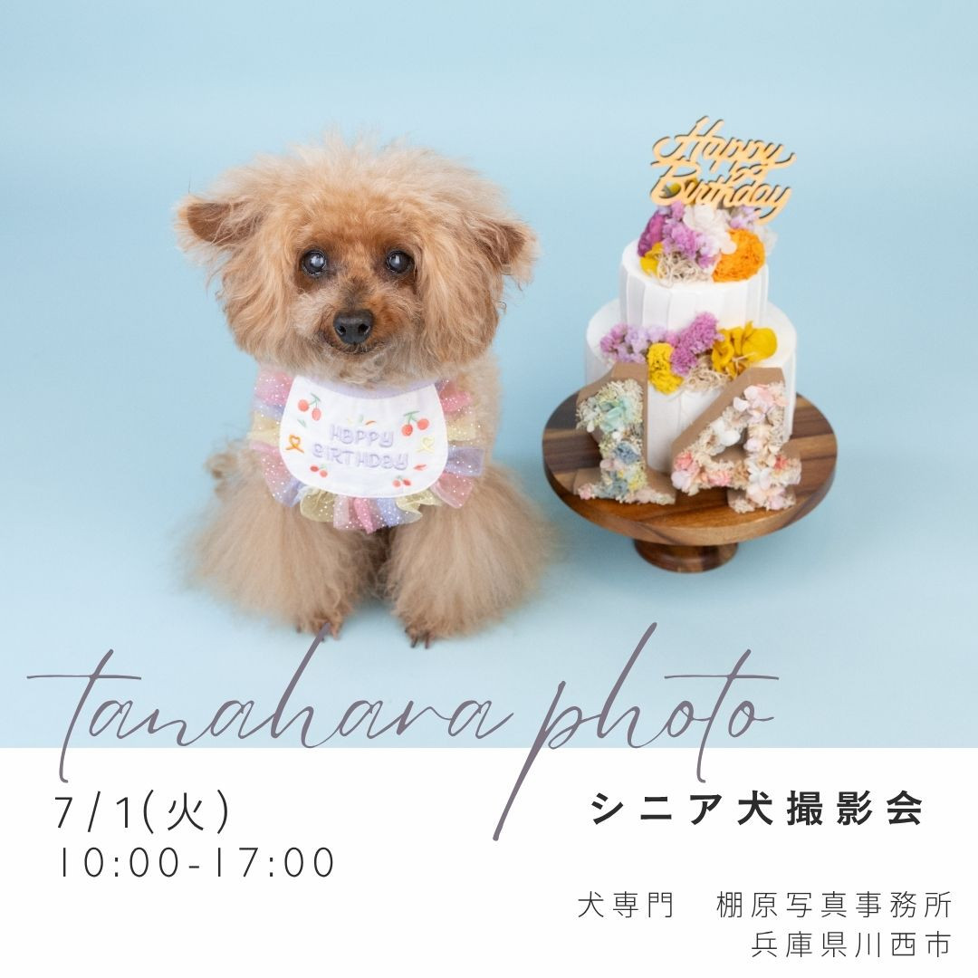 シニア犬撮影会