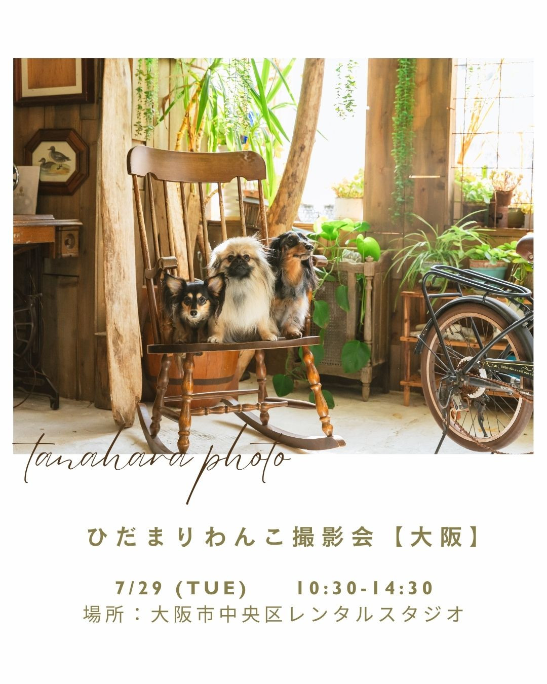 ひだまりわんこ撮影会＠大阪市レンタルスタジオ