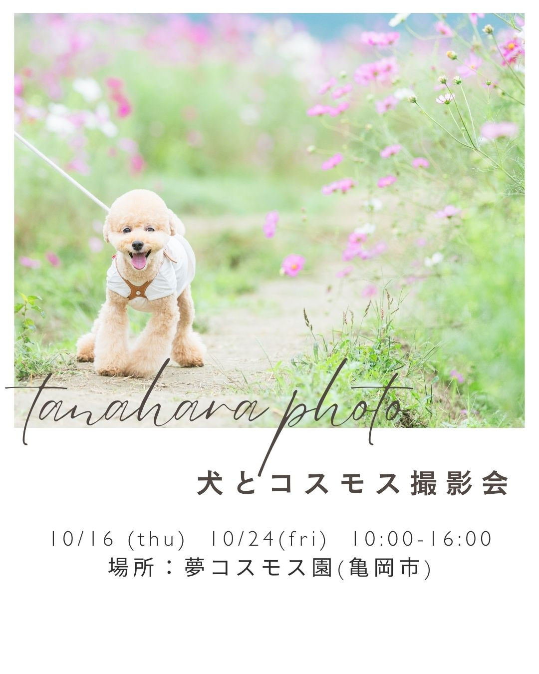 コスモス撮影会(亀岡夢コスモス園)