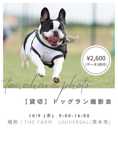 ドッグラン.jpg