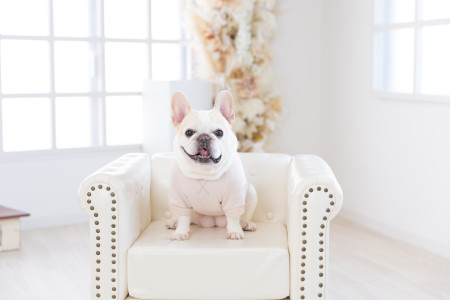 ドッグトレーナー資格を持つカメラマンに撮影を依頼するメリット