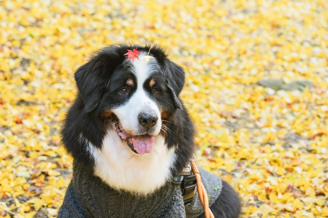記念日撮影を成功させるコツ|飼い主側で行う準備