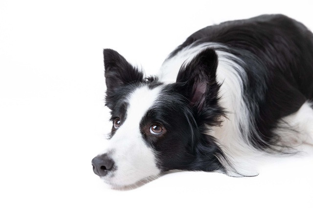 ドッグフォトスタジオで愛犬をリラックスさせるためのポイント