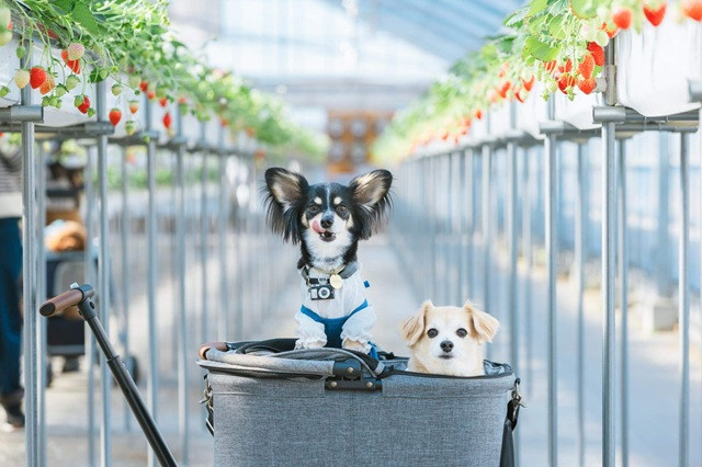 プロが教える、自然な笑顔を引き出す撮影のコツ