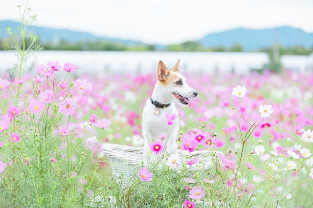 出張ドッグフォトに適した場所の選び方