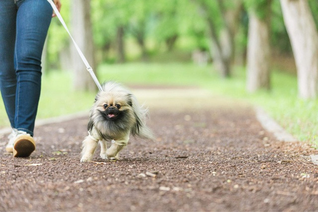 出張ドッグフォトが人気の理由とは