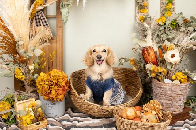 撮影プランに含まれる主なサービス内容