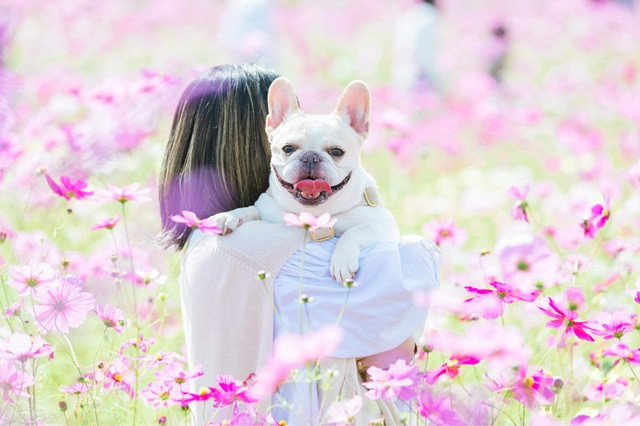 愛犬用フォトスタジオの料金相場