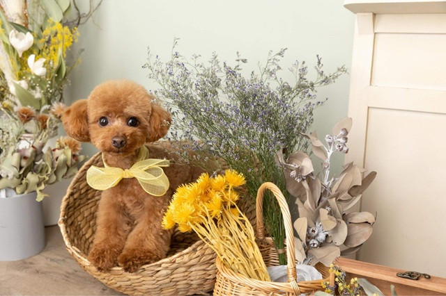 スタジオのインテリアや背景素材を選ぶ時のポイント