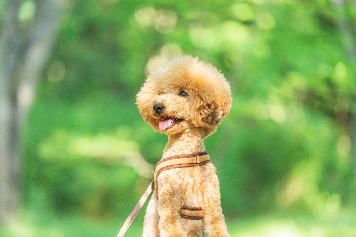 犬専門の撮影スタジオを利用する費用の相場｜具体的な内訳まで