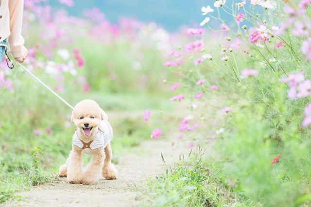 ドッグトレーナーの専門知識が愛犬の撮影にもたらす影響
