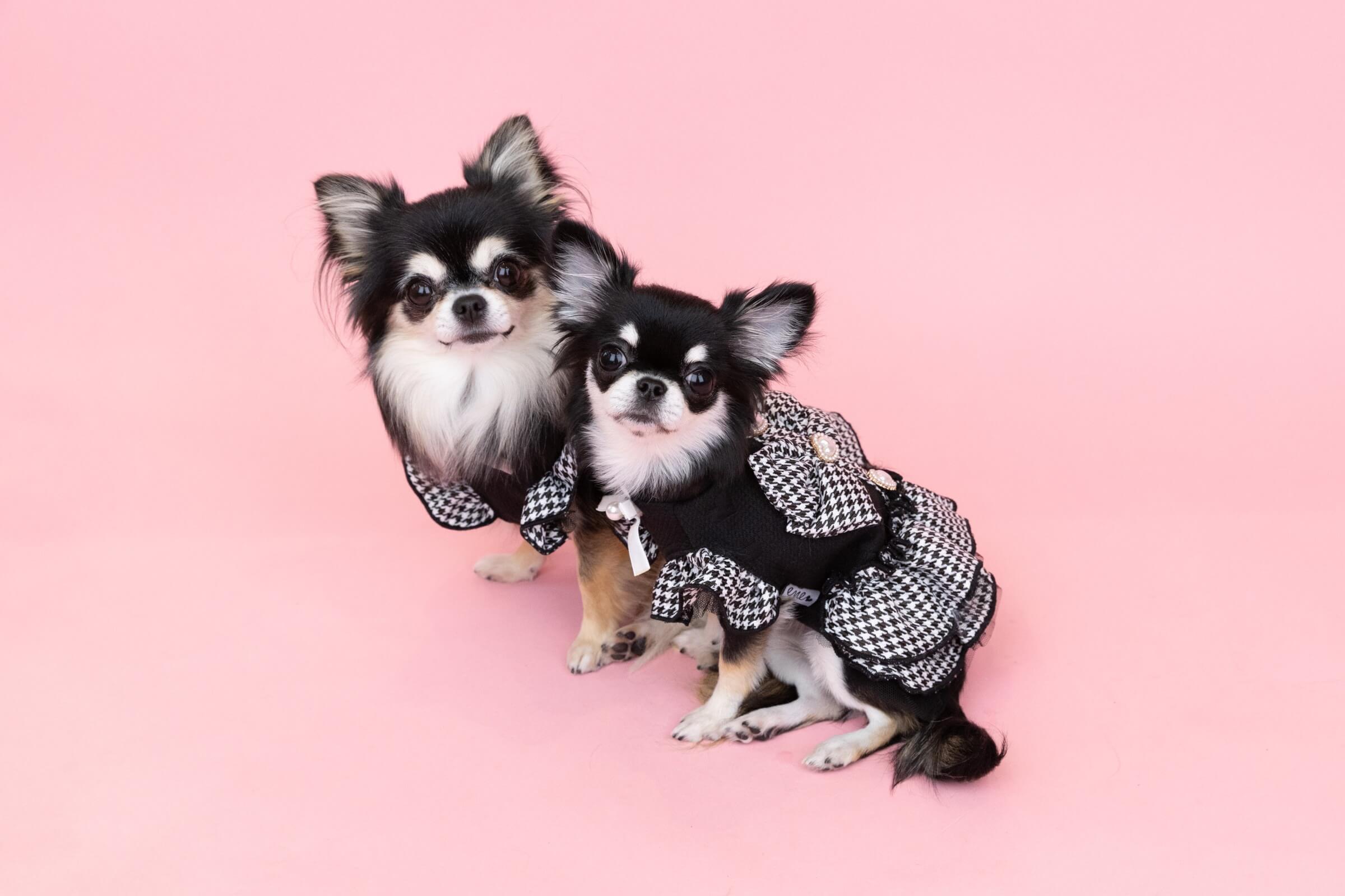 大阪・神戸エリアの魅力を活かしたドッグフォトの撮影アイデア