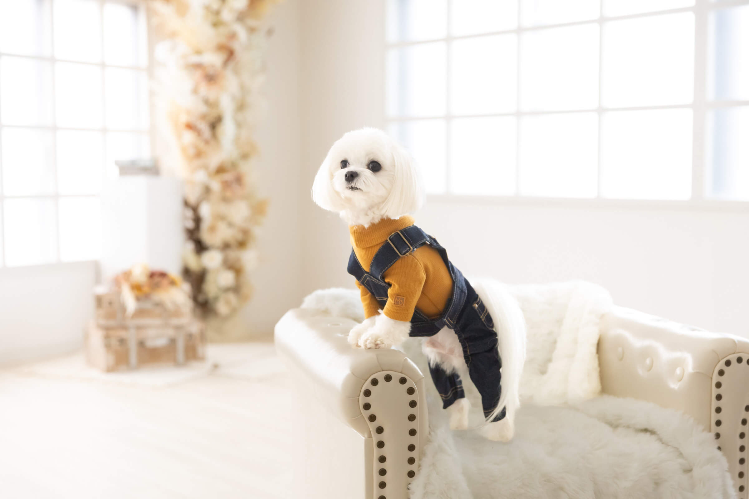 愛犬の性格で決める!スタジオ撮影とロケーション撮影の選び方