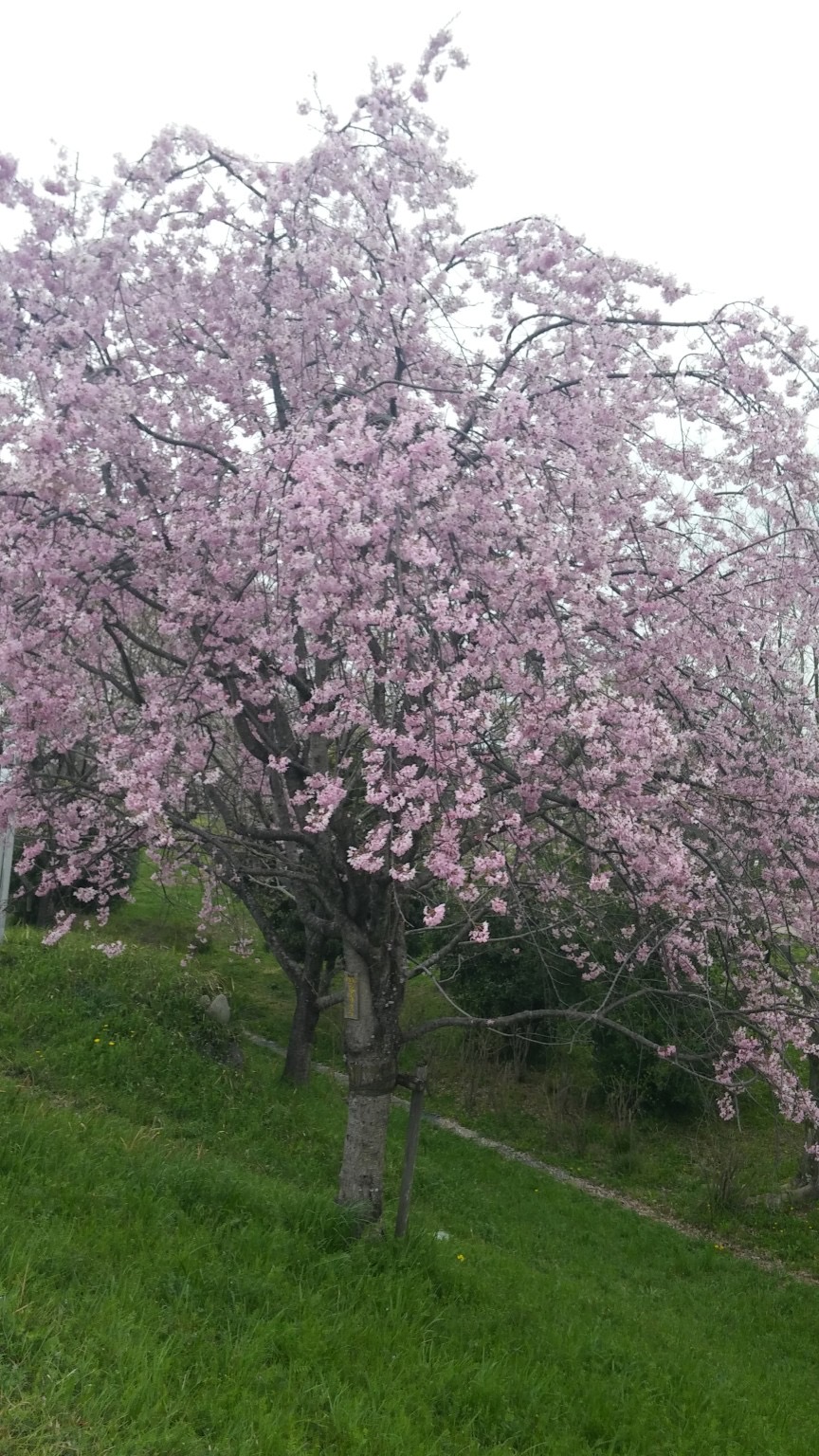 縁結びの神様とも言われているエマニエルです。💓