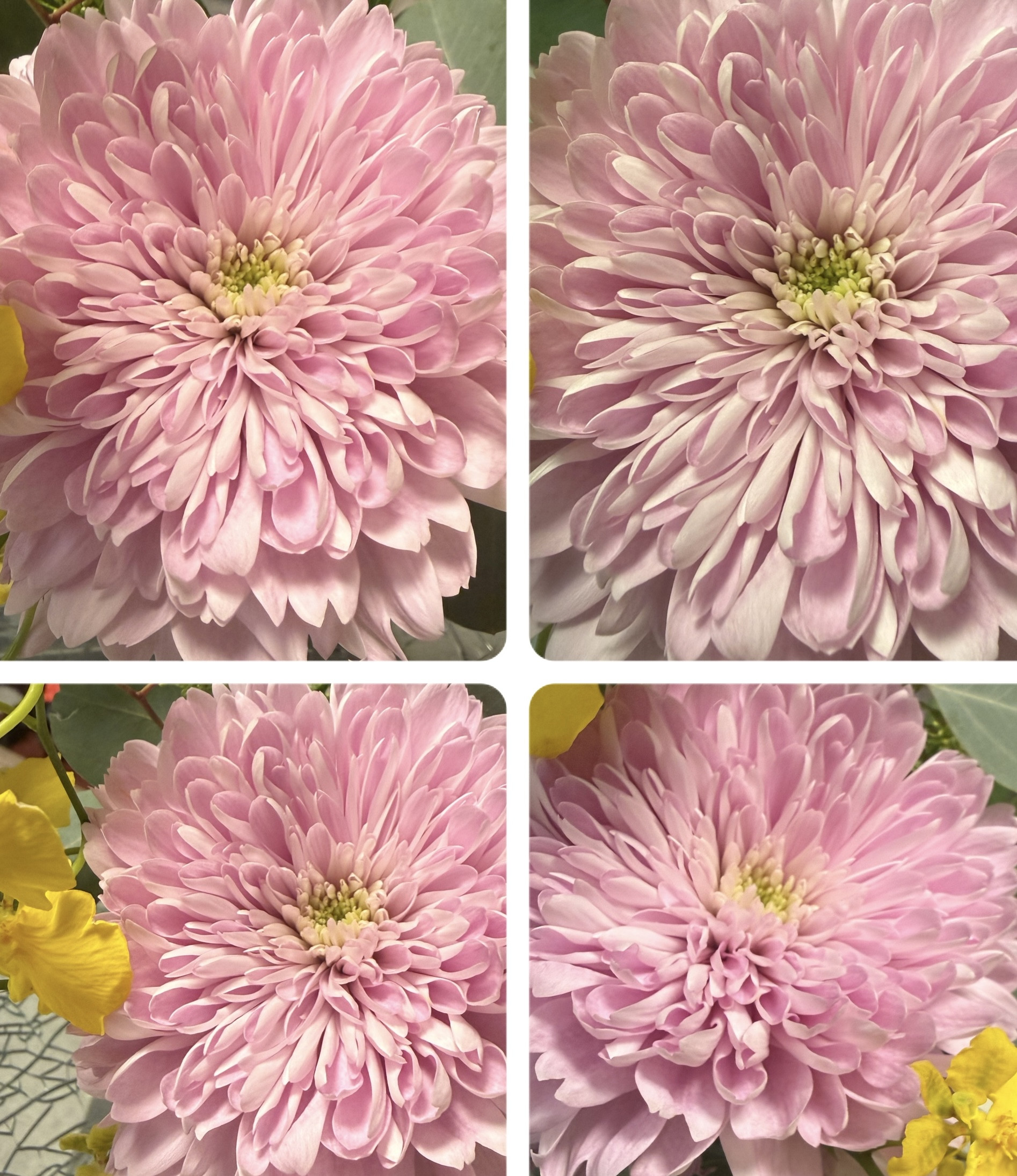 #お見合いのレッスン❤️