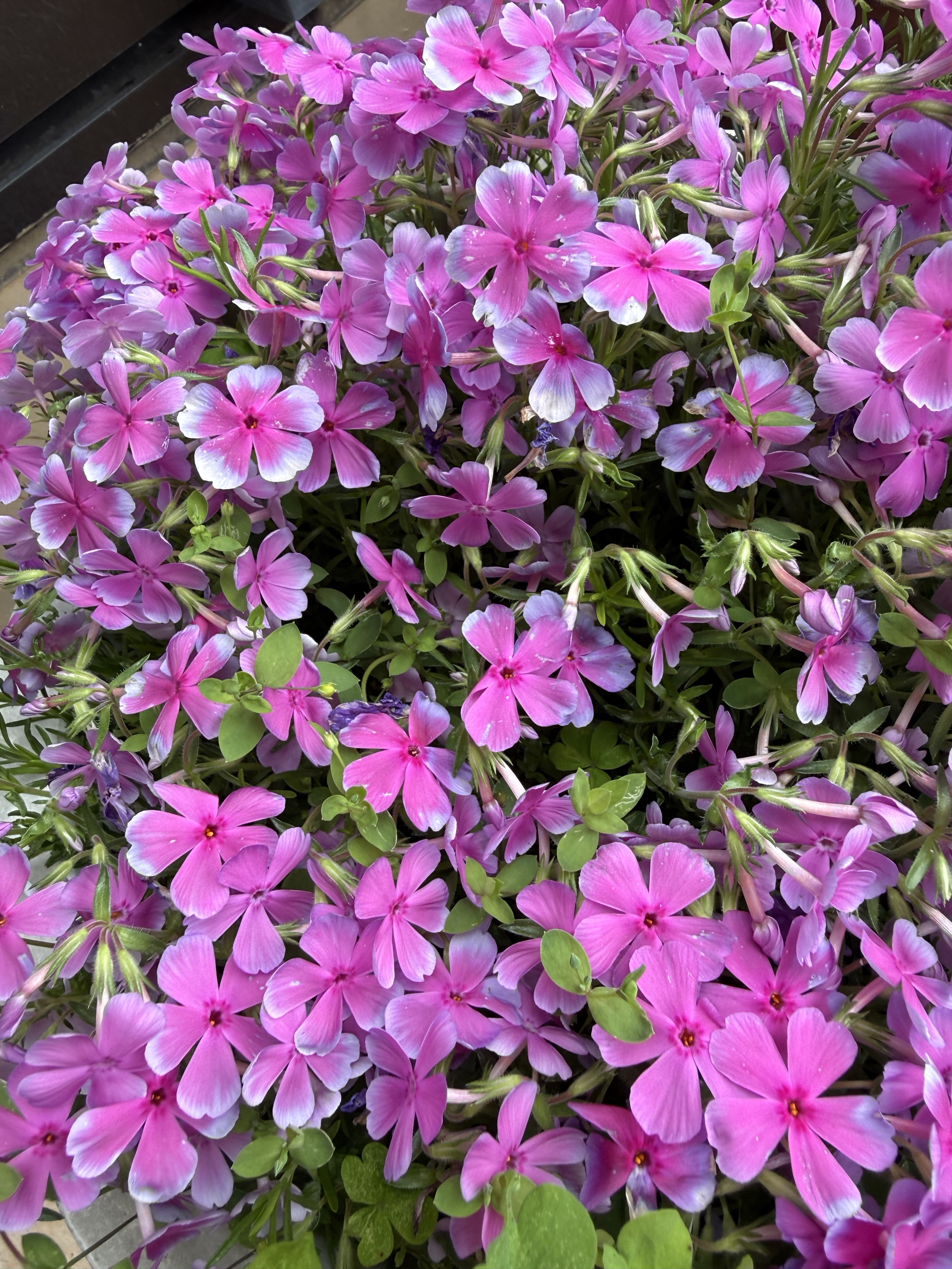 #❤️♡幸せが舞い込んできます♡