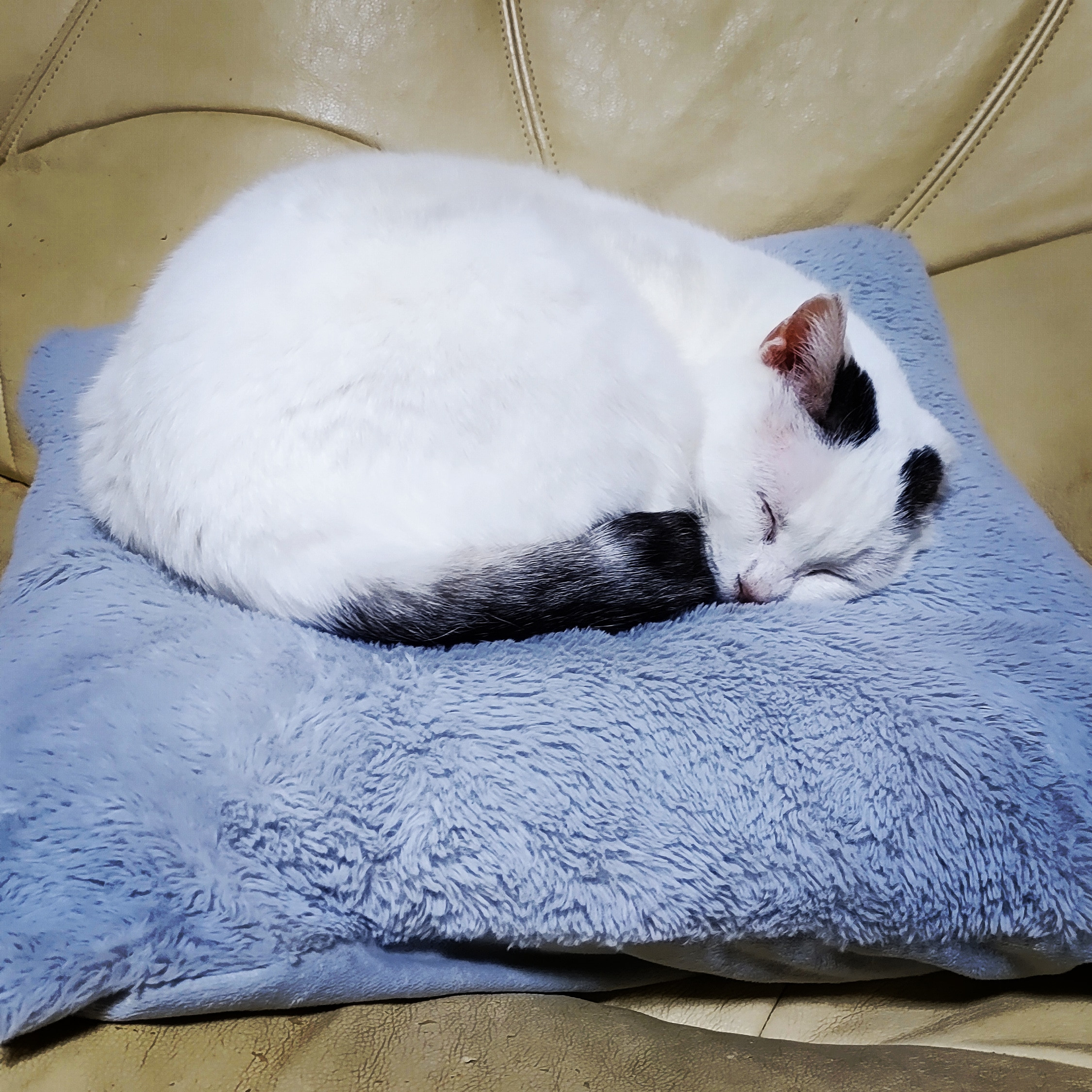 たましろ店長♡