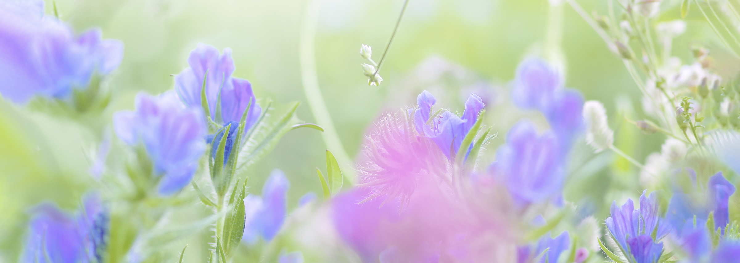 エキウム畑――紫色の庭