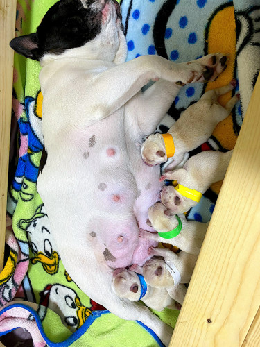 さくらママ無事出産しました♡