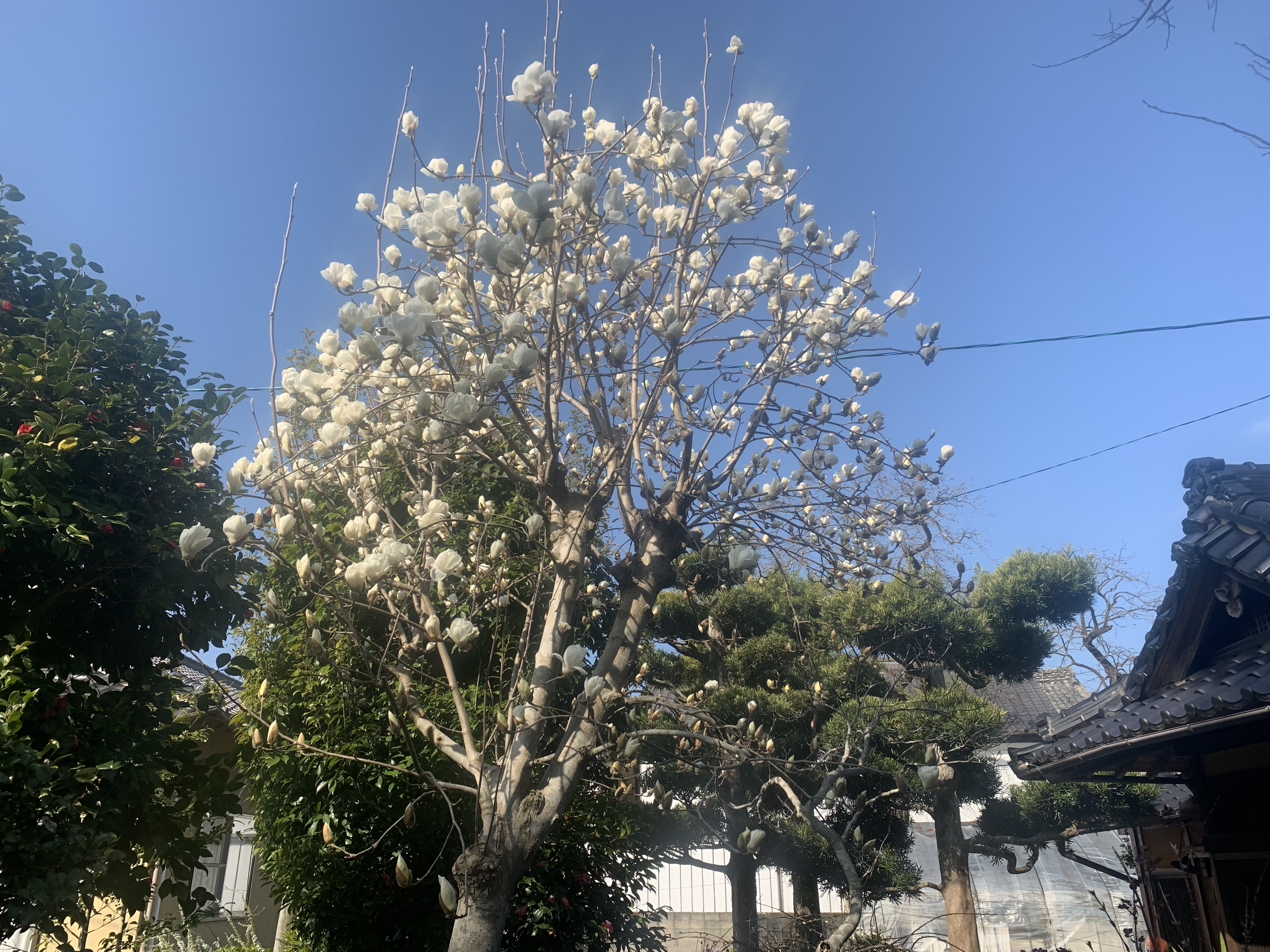 コブシが満開です 穏 おん Cafeあたたかい木
