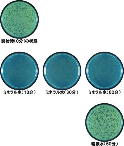 緑膿菌DATA2.jpg