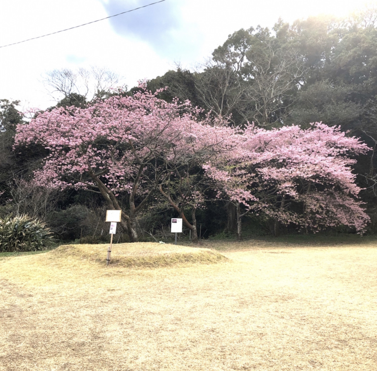 日置市吹上町中田尻公民館『伊豆の踊り子』桜祭り演奏