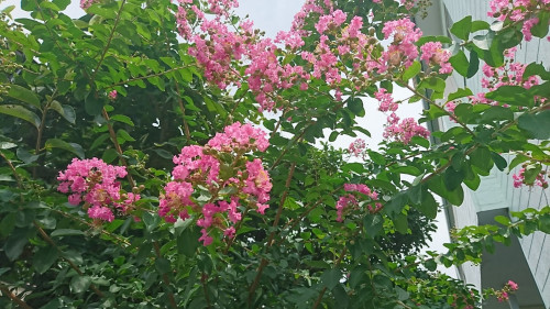 DSC_0859.JPG