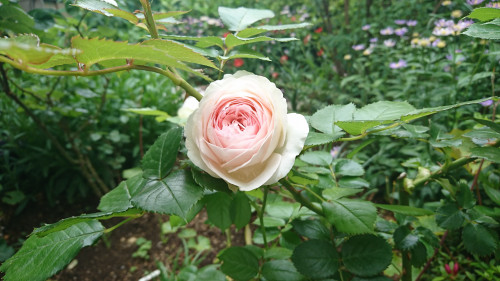 DSC_0459.JPG