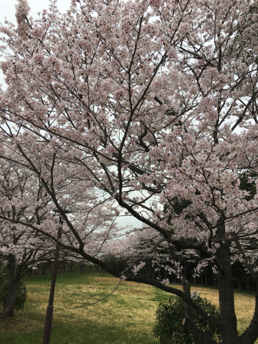 桜