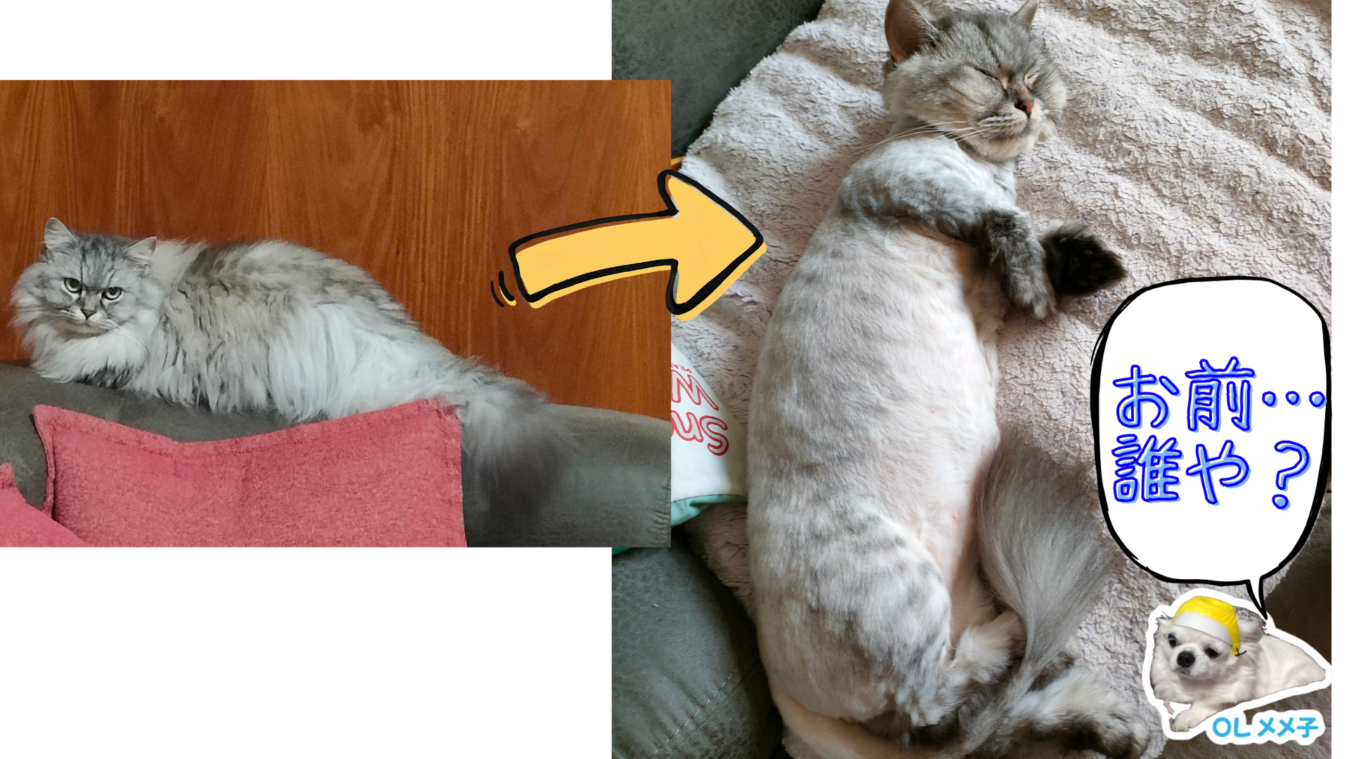 こんな風になるなんて聞いてないZo😾