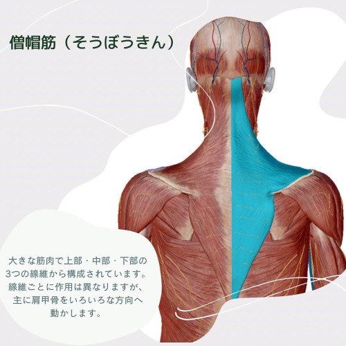 お悩みの方が多い「肩こり」はなぜ起こる？