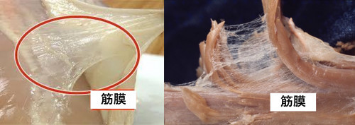 筋膜（ファシア）ってなに？