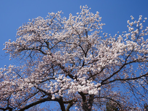 熊野神社の桜がきれいです。
