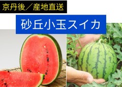 驚きの甘さ！砂丘小玉スイカ🍉のご案内