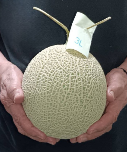メロン3L.jpg