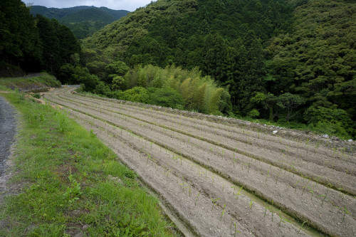 DSC02295s6月.jpg