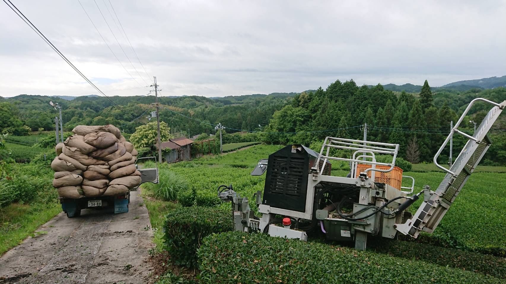 茶畑　作業風景～