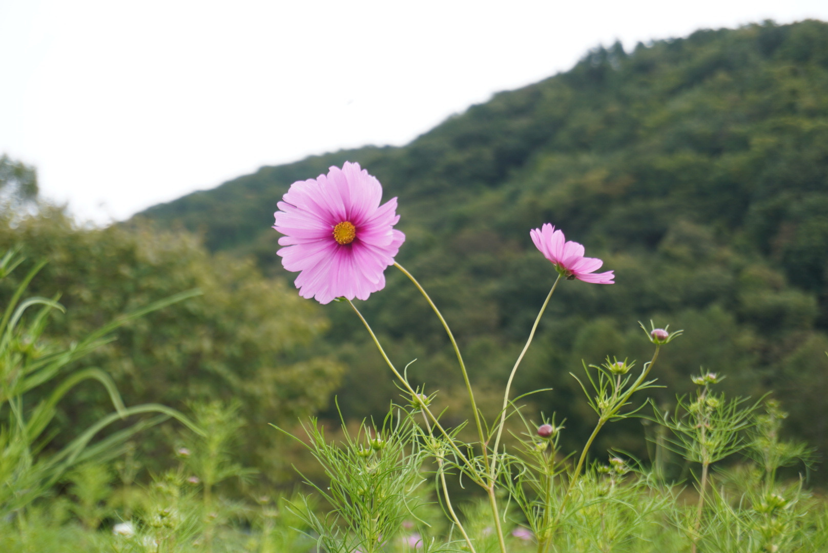 １１月の定休日のお知らせ