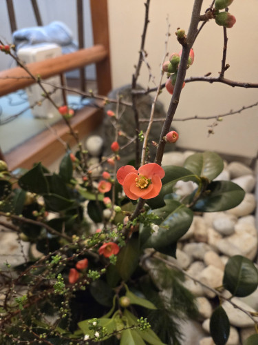 ２月の定休日のお知らせ