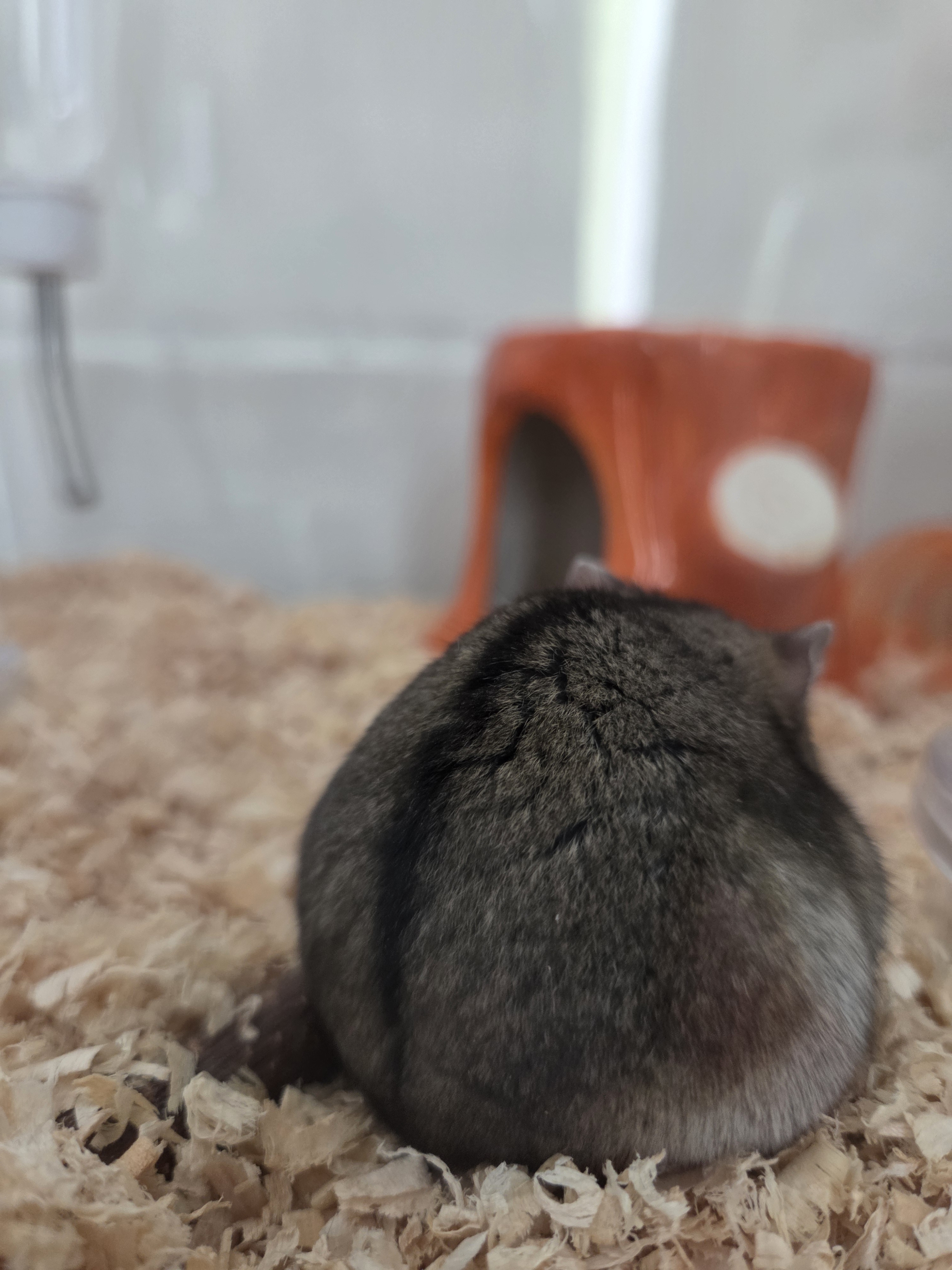 6月の定休日のお知らせ