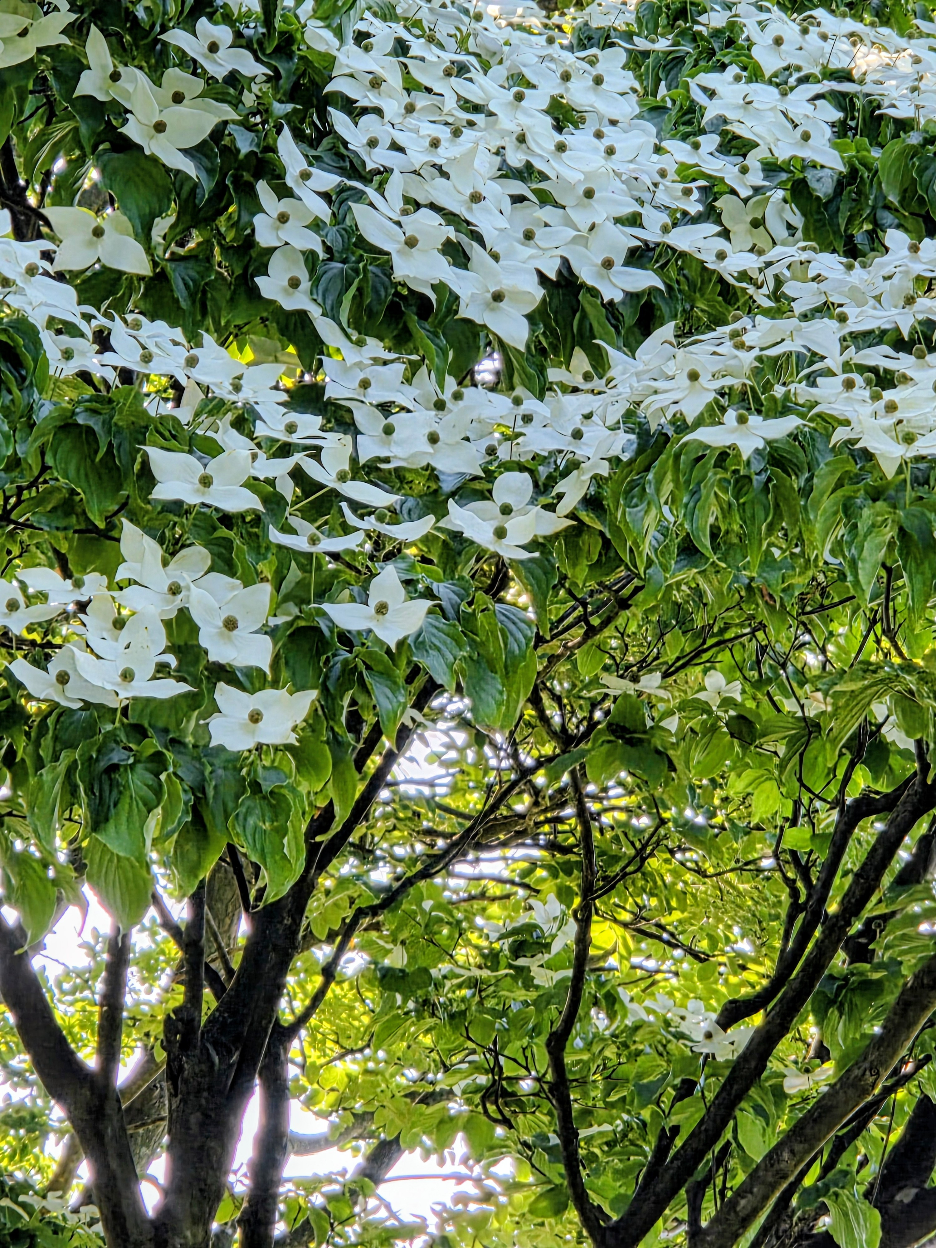 7月の定休日のお知らせ